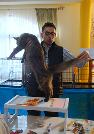 Gatos del criadero en la exposición de Montevideo, 2011