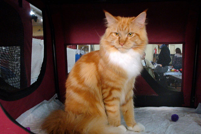Gatos del criadero en la exposición de Buenos Aires, 2011