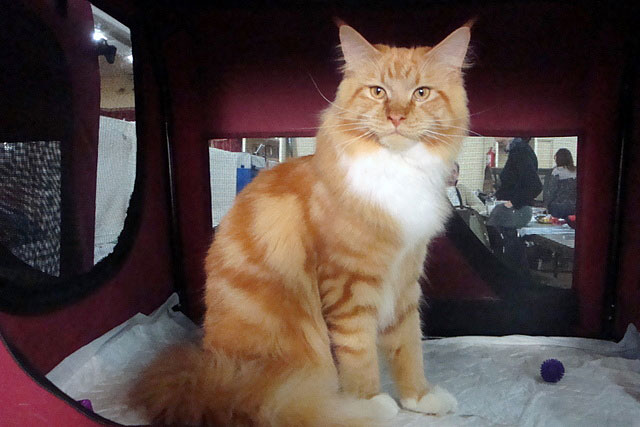 Gatos del criadero en la exposición de Buenos Aires, 2011