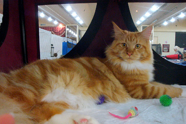 Gatos del criadero en la exposición de Buenos Aires, 2011