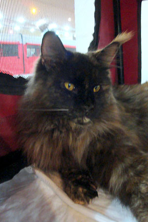 Gatos del criadero en la exposición de Buenos Aires, 2011