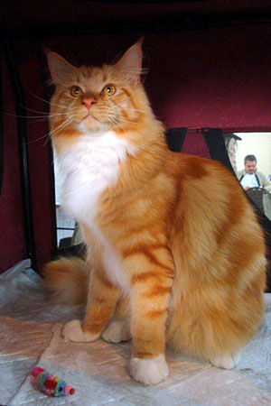 Gatos del criadero en la exposición de Buenos Aires, 2011