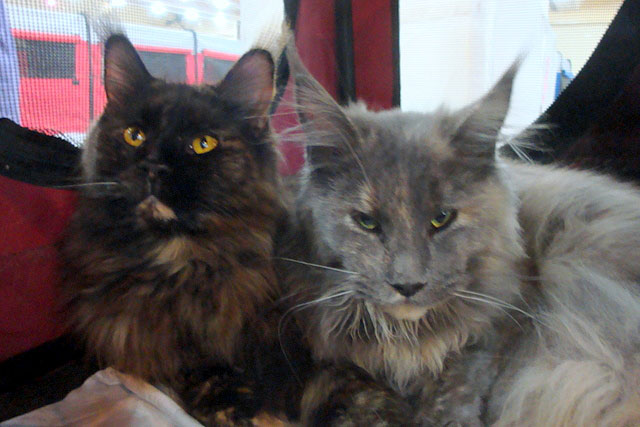 Gatos del criadero en la exposición de Buenos Aires, 2011