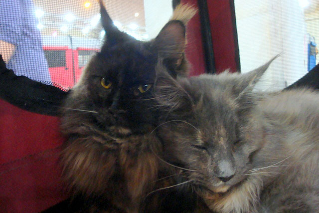 Gatos del criadero en la exposición de Buenos Aires, 2011