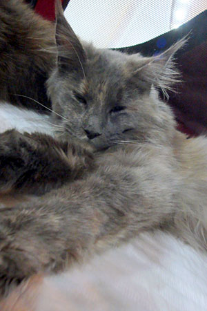 Gatos del criadero en la exposición de Buenos Aires, 2011