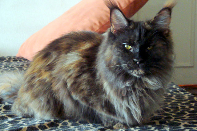 Gatos del criadero en la exposición de Buenos Aires, 2011