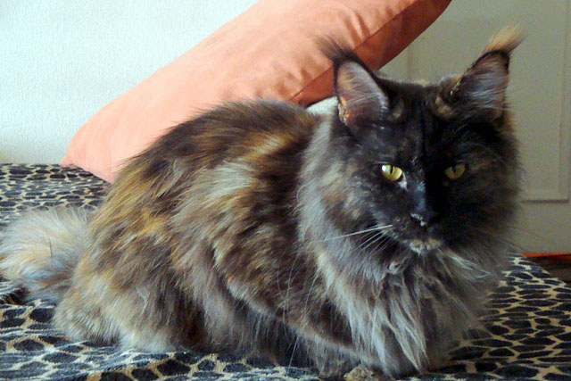 Gatos del criadero en la exposición de Buenos Aires, 2011