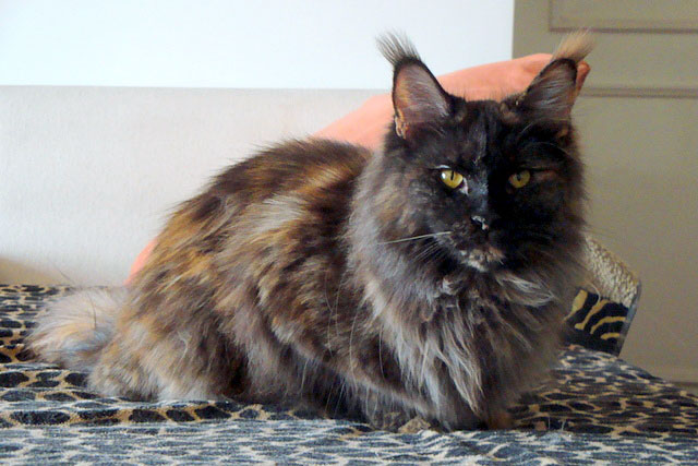 Gatos del criadero en la exposición de Buenos Aires, 2011