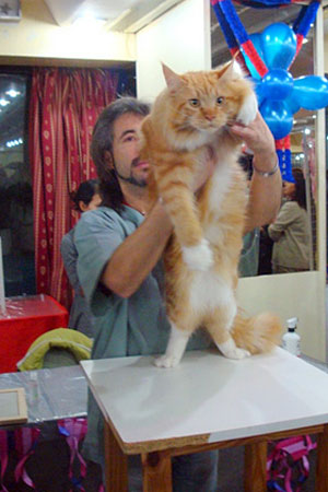 Gatos del criadero en la exposición de Buenos Aires, 2011