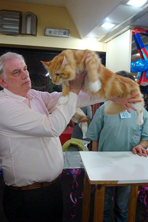 Gatos del criadero en la exposición de Buenos Aires, 2011