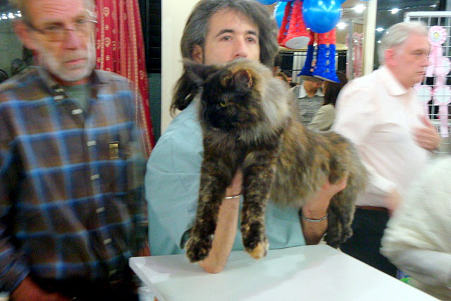 Gatos del criadero en la exposición de Buenos Aires, 2011