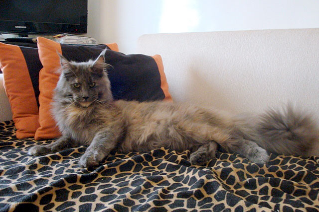 Gatos del criadero en la exposición de Buenos Aires, 2011