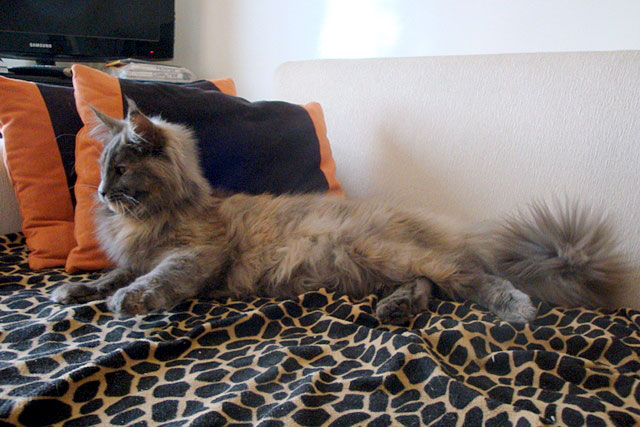 Gatos del criadero en la exposición de Buenos Aires, 2011