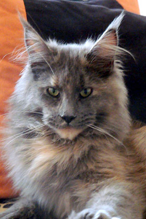 Gatos del criadero en la exposición de Buenos Aires, 2011
