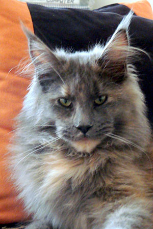 Gatos del criadero en la exposición de Buenos Aires, 2011