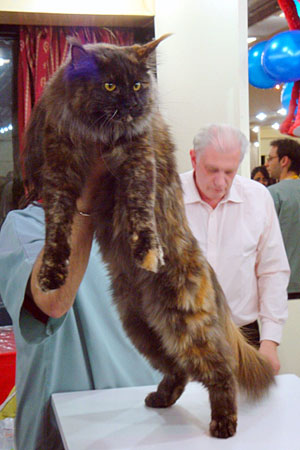 Gatos del criadero en la exposición de Buenos Aires, 2011
