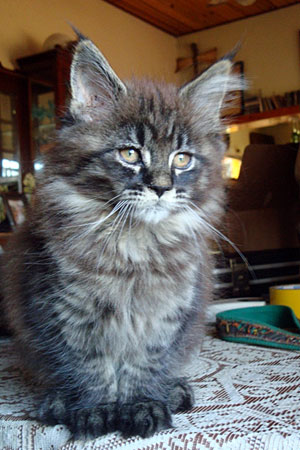 Gatos del criadero en la exposición de Buenos Aires, 2011