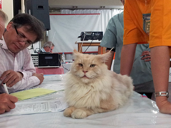 Gatos del criadero en la exposición de Buenos Aires, 2012