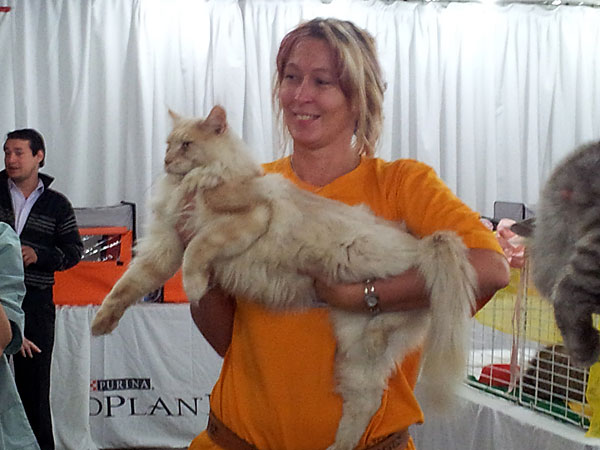 Gatos del criadero en la exposición de Buenos Aires, 2012