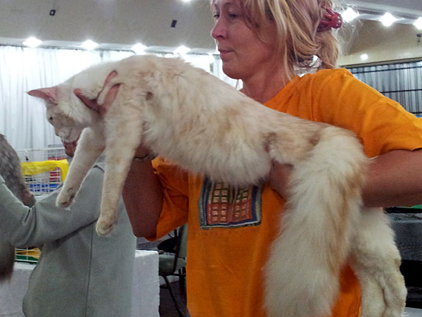 Gatos del criadero en la exposición de Buenos Aires, 2012