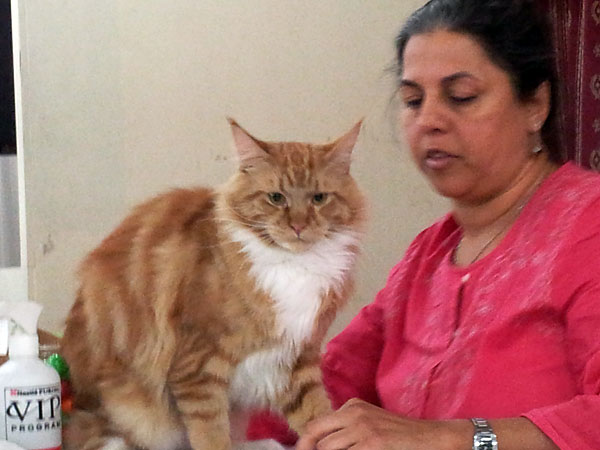 Gatos del criadero en la exposición de Buenos Aires, 2012