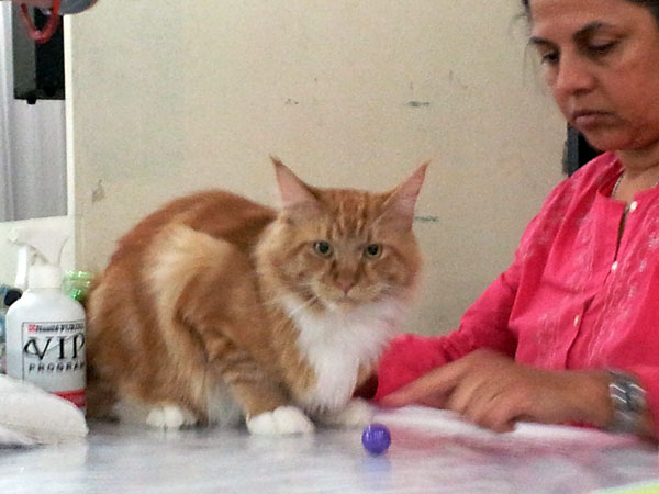 Gatos del criadero en la exposición de Buenos Aires, 2012