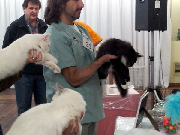 Gatos del criadero en la exposición de Buenos Aires, 2012
