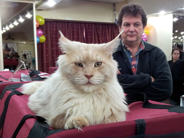 Gatos del criadero en la exposición de Buenos Aires, 2012