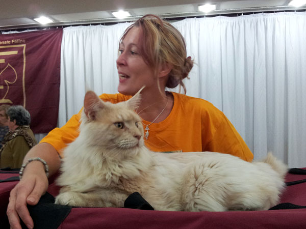 Gatos del criadero en la exposición de Buenos Aires, 2012