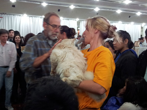 Gatos del criadero en la exposición de Buenos Aires, 2012