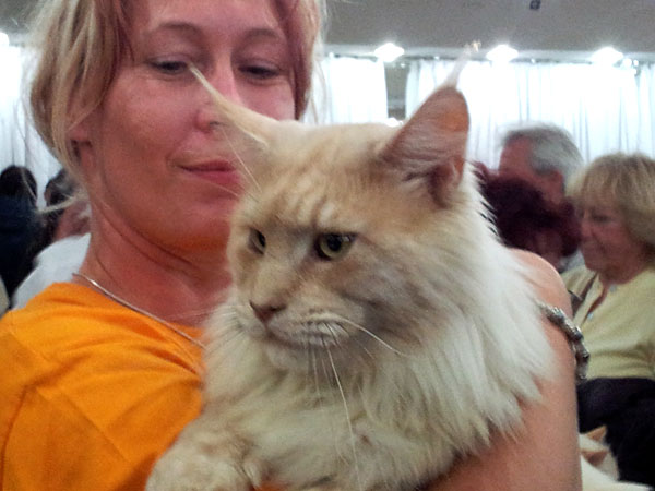 Gatos del criadero en la exposición de Buenos Aires, 2012