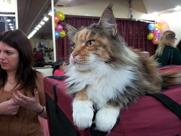 Gatos del criadero en la exposición de Buenos Aires, 2012