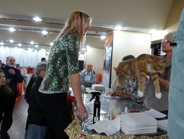 Gatos del criadero en la exposición de Buenos Aires, 2012