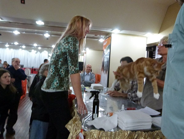 Gatos del criadero en la exposición de Buenos Aires, 2012