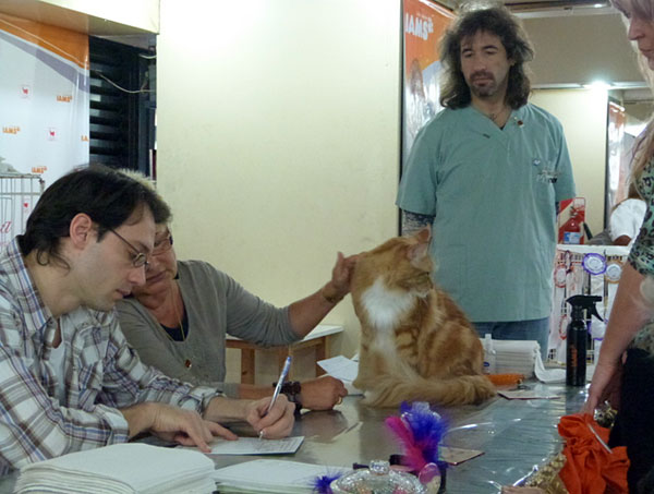 Gatos del criadero en la exposición de Buenos Aires, 2012
