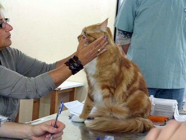 Gatos del criadero en la exposición de Buenos Aires, 2012