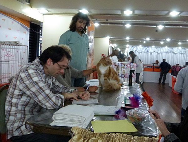 Gatos del criadero en la exposición de Buenos Aires, 2012