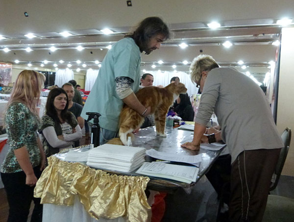 Gatos del criadero en la exposición de Buenos Aires, 2012