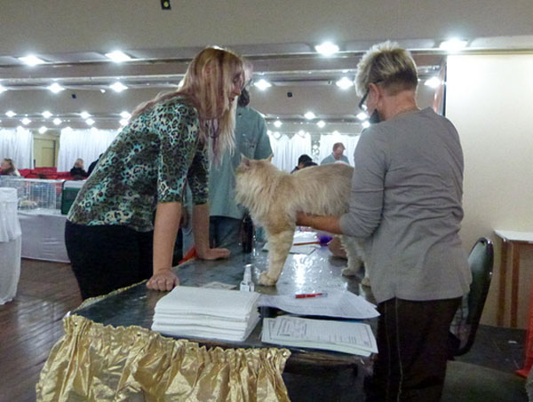 Gatos del criadero en la exposición de Buenos Aires, 2012