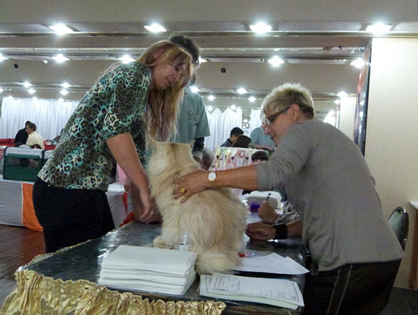 Gatos del criadero en la exposición de Buenos Aires, 2012