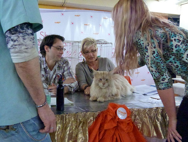 Gatos del criadero en la exposición de Buenos Aires, 2012
