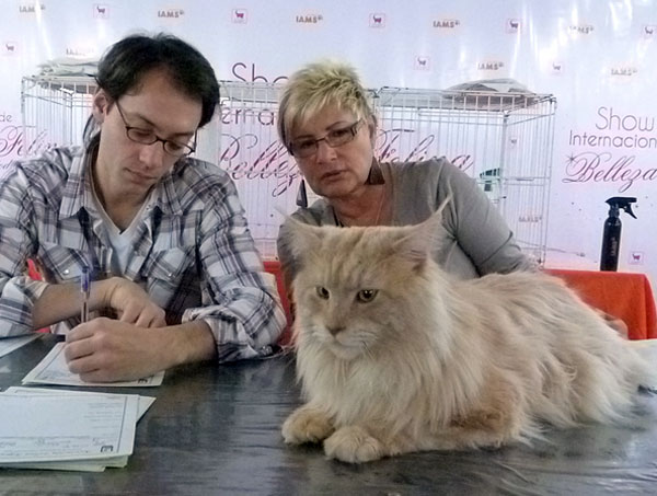 Gatos del criadero en la exposición de Buenos Aires, 2012