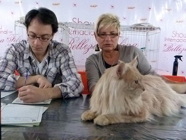 Gatos del criadero en la exposición de Buenos Aires, 2012