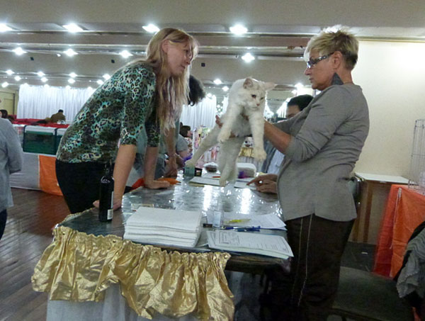 Gatos del criadero en la exposición de Buenos Aires, 2012
