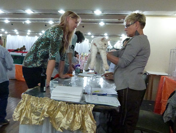 Gatos del criadero en la exposición de Buenos Aires, 2012