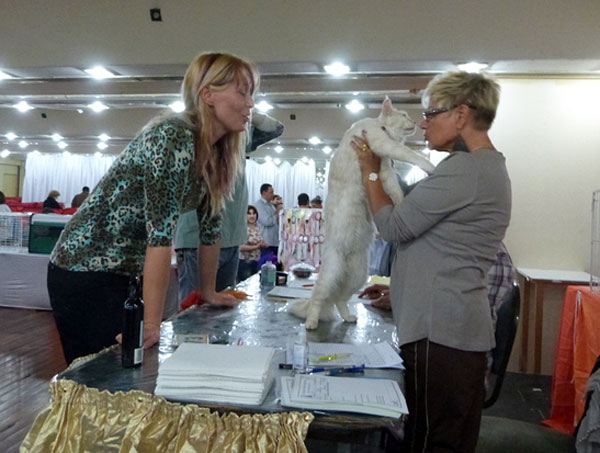 Gatos del criadero en la exposición de Buenos Aires, 2012