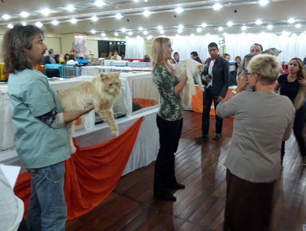 Gatos del criadero en la exposición de Buenos Aires, 2012