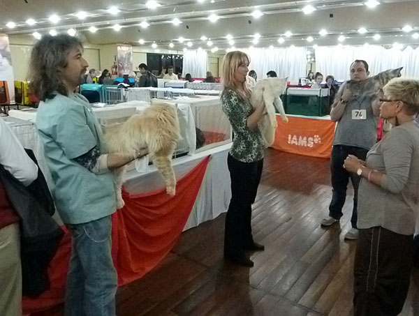 Gatos del criadero en la exposición de Buenos Aires, 2012