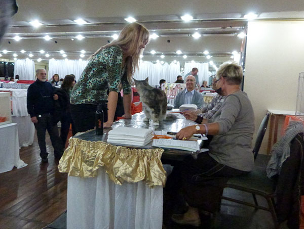 Gatos del criadero en la exposición de Buenos Aires, 2012