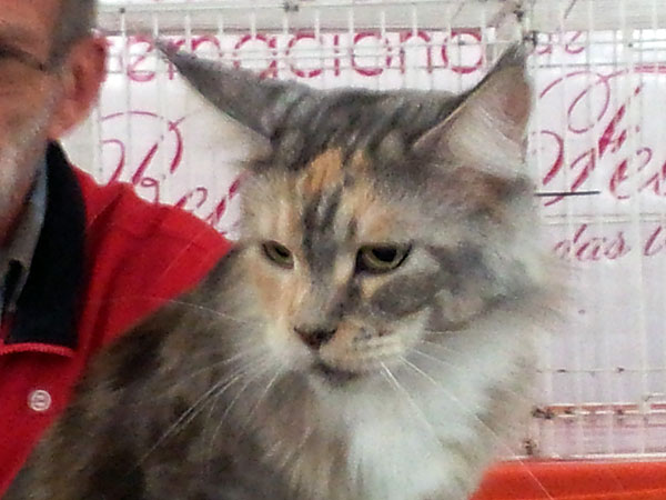 Gatos del criadero en la exposición de Buenos Aires, 2012